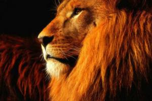 Ko lauva ēd?  Ko lauvas ēd?  Kā lauva pārvietojas dabā?