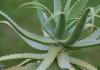 Aloe: përfitimet dhe dëmet e një bime shtëpiake